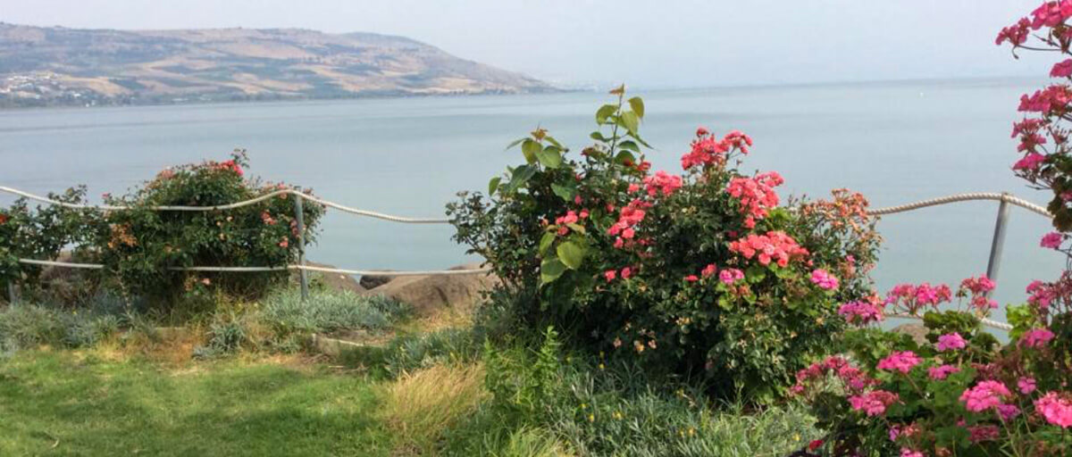 Flowers on the shore of the Sea of Galilee